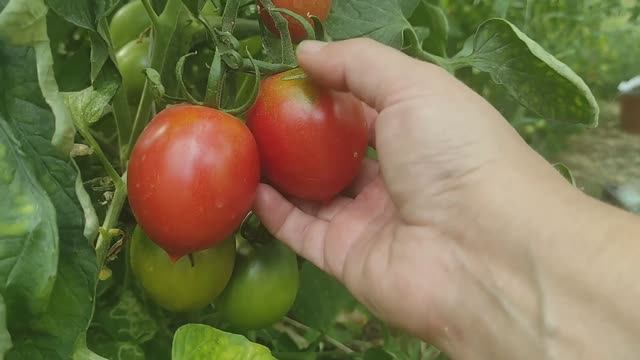 Обзор сортов томатов Легенда Тарасенко и Надежда Тарасенко. Супер томаты растущие в моей теплице. смотреть онлайн