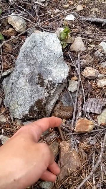 Almost bit by a snake! 🐍 #shorts смотреть онлайн