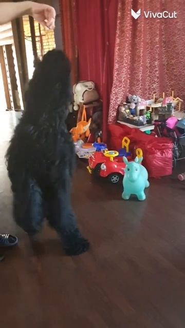 Домашние любимцы. Наша Тиара. Очень адекватная порода - русский черный терьер. смотреть онлайн