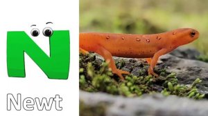 Animals ABC Song | Animals Alphabet Song | Alphabet Letters | Phonics for Kids | Baby