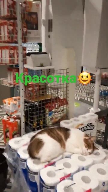 Кошка нашла себе приют в пятерочке, респект магазину👍 смотреть онлайн