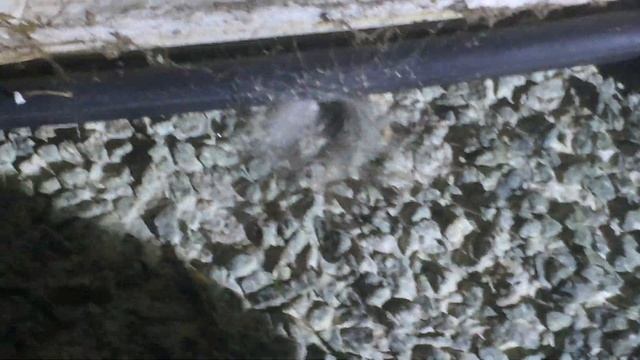 Tube web spider смотреть онлайн