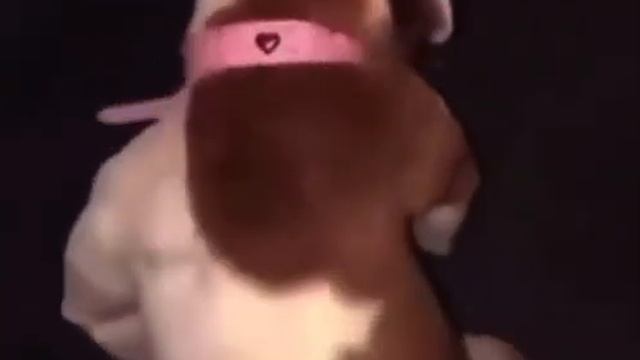 Thick dog grinding смотреть онлайн