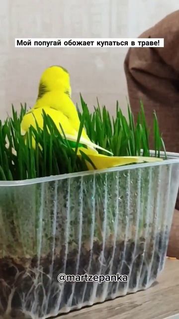 Жора любит зелень не только есть) #попугай смотреть онлайн