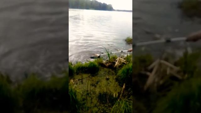 Карп на 4кг смотреть онлайн