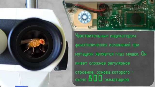 Drosophila смотреть онлайн