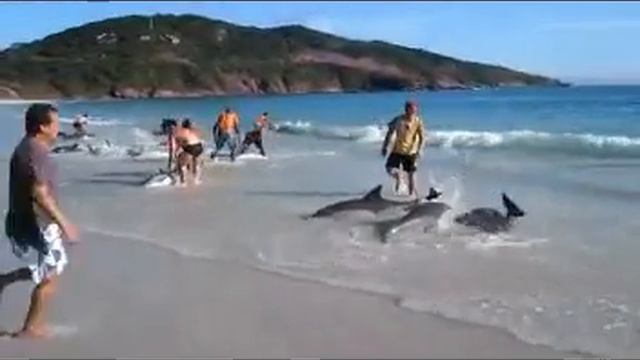 Дельфины смотреть онлайн