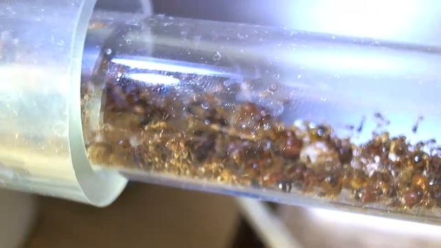 13-3-2012 : P.affinis : Queens ability to move drastically increases. смотреть онлайн