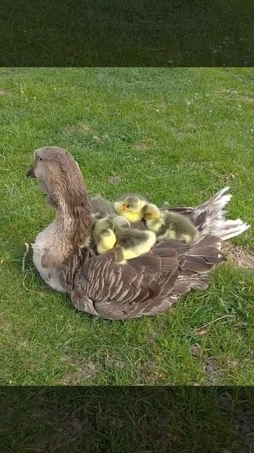 Гусята с мамой, 3 мая 2020г смотреть онлайн