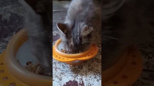 Кошки едят вареное мясо