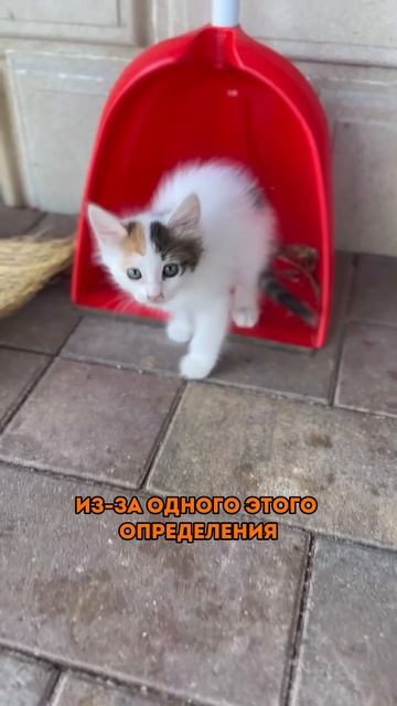 Не покупайте друга, возьмите с улицы #shelter #cats #dogs смотреть онлайн
