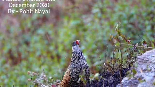 Cheer pheasant from Manila Uttarakhand by Rohit Nayal. смотреть онлайн
