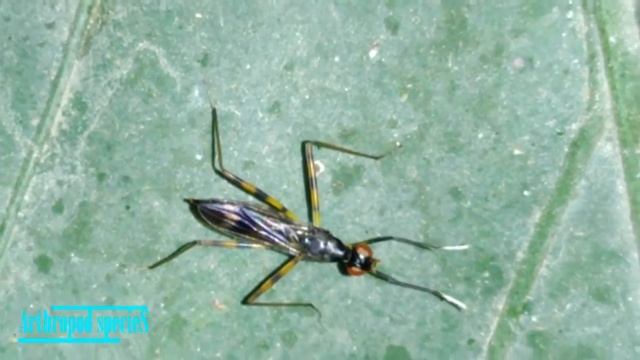 Insect Species - Flies | Stilt-legged Flies (Rainieria sp.) | смотреть онлайн