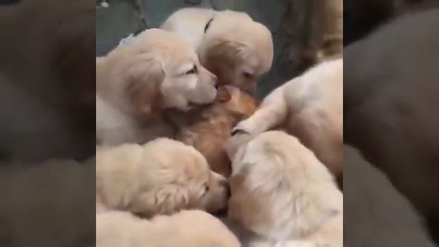 МИЛЫЕ ПРИКОЛЫ # Забавные и Милые Кошки / кошку облизывают щенки смотреть онлайн