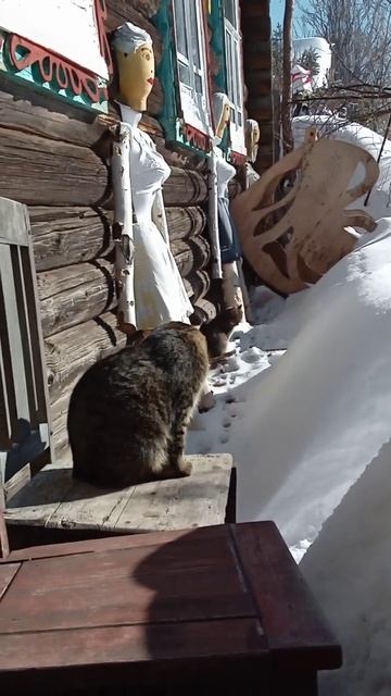 #Сидит наша Моша и греется на солнышке🐱🐱😁🐈🐈👍👍🤩☝📴☑ #shorts смотреть онлайн