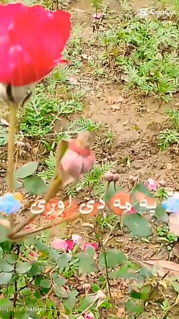 baran🥰🥰#viral #shortvideo #pasto #ytshorts смотреть онлайн