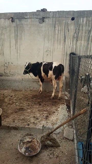 Dairy farming#viral смотреть онлайн