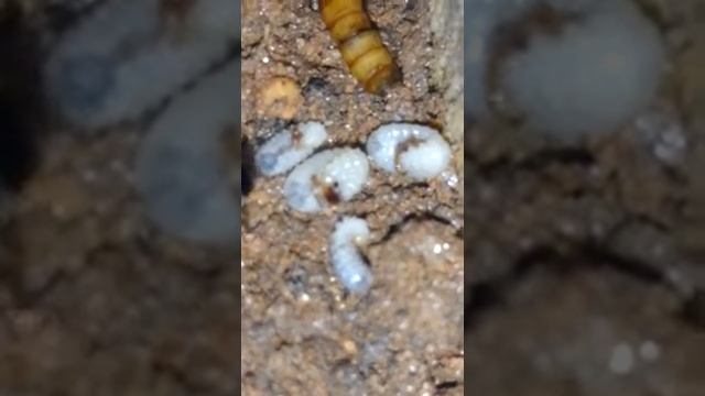 Pachycondyla striata com pupas смотреть онлайн