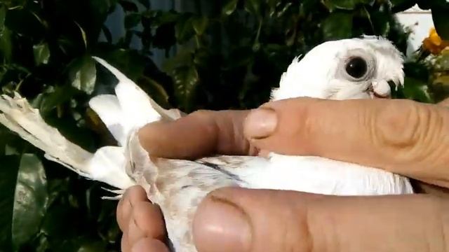 Авлаки смотреть онлайн