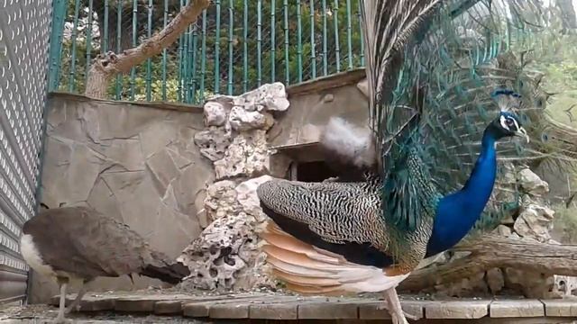 ЭТО ПРОСТО УБИВАЕТ СТРЕССОВЫЕ КЛЕТКИ #ПАВЛИН Наконец то мы дождались павлин танцует смотреть онлайн