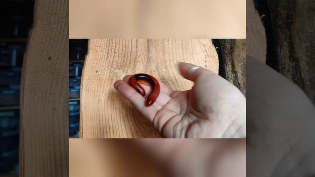 Aphistogoniulus corralipes 🙃 смотреть онлайн