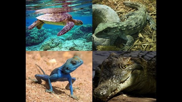 What are Dinosaurs? смотреть онлайн