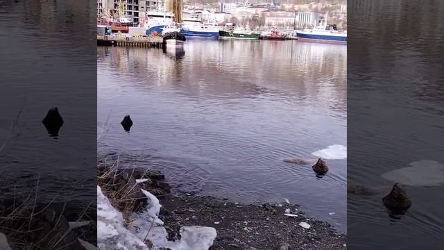 4.03.24. Городские сивучи. Петропавловск-Камчатский. смотреть онлайн