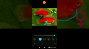 Пецилии самка и самець