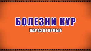 Паразитарные болезни кур. Симптомы заболеваний у куриц. Пухопероеды, кнемидокоптоз, аскаридоз.