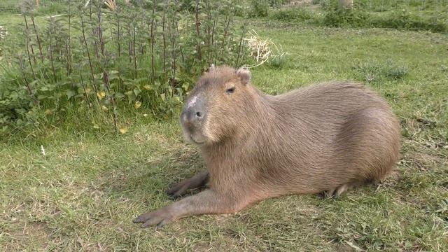 Capybara, Axe Valley Wildlife Park (28th April 2019) смотреть онлайн