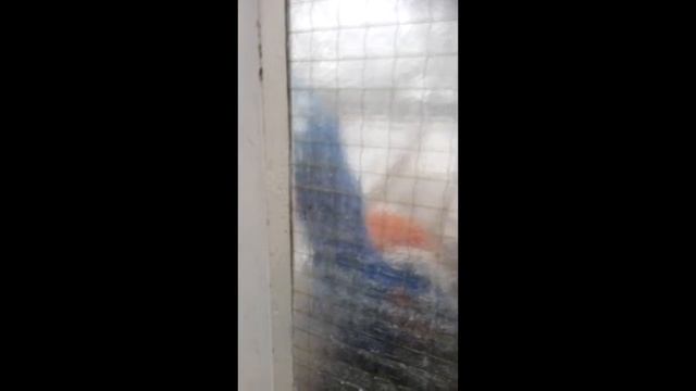 Птица-убийца смотреть онлайн