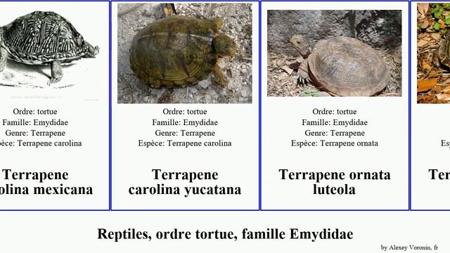 Reptiles, ordre tortue, famille Emydidae graptemys trachemys terrapene carolina ornata major des смотреть онлайн