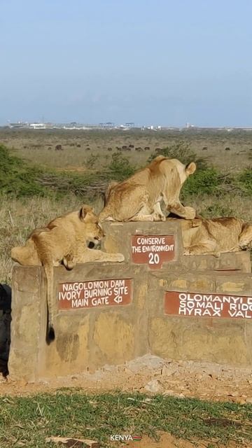KENYA AFRICA IN 4K ULTRA HD смотреть онлайн