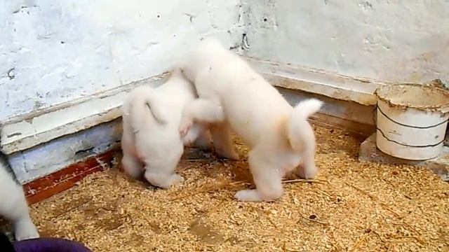 Акитята не скучают! смотреть онлайн