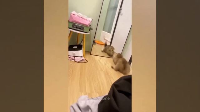 прикольные видео и фото смотреть онлайн