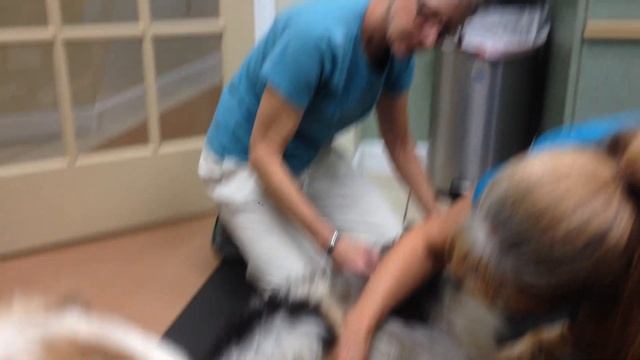 Example of using trained behaviors during a collaborative vet exam. смотреть онлайн