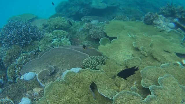 Grauer Trompetenfisch смотреть онлайн
