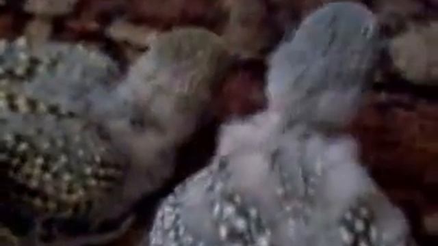 Птенцы попугая на прогулке смотреть онлайн