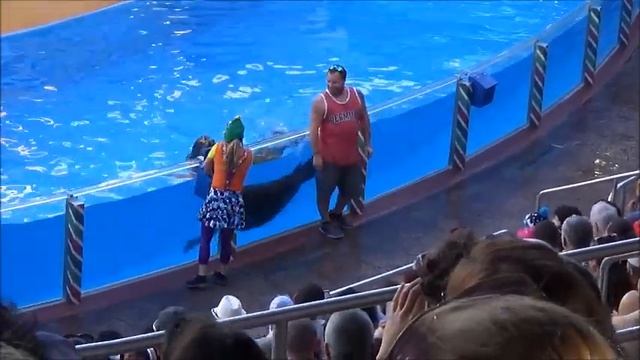 Sea Lion High: The Christmas Special Full Show 2019 SeaWorld Christmas Celebration смотреть онлайн