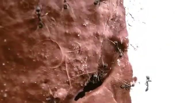 Fourmis / Ants смотреть онлайн