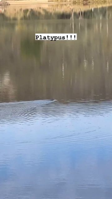 Platypus in the wild #travel #australia #platypus смотреть онлайн