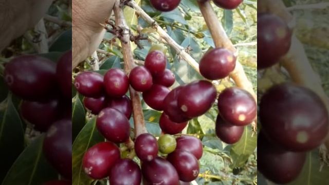 Кофе и хороший кофе - абсолютно разные напитки смотреть онлайн