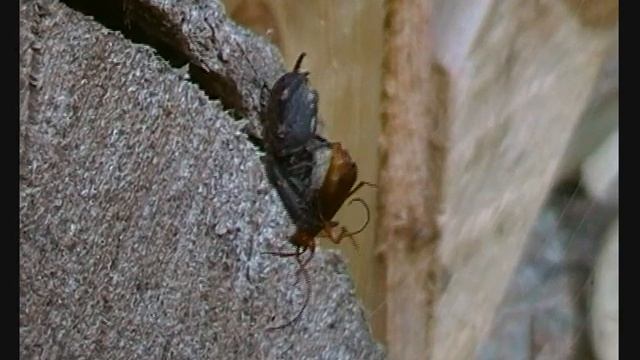 Spinne und Käfer смотреть онлайн