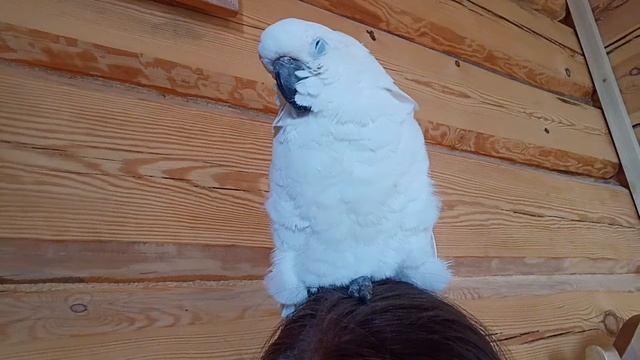 Уютно спит у меня на голове смотреть онлайн