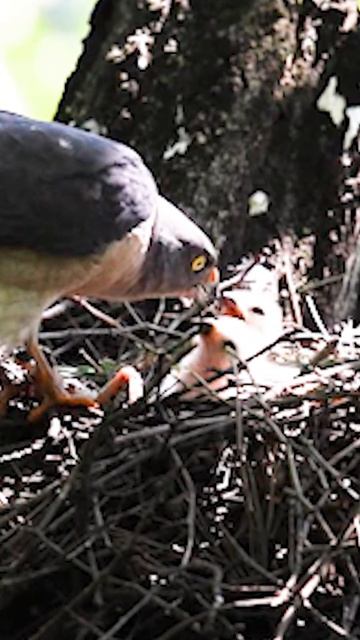 붉은배 새매의 막 태어난 새끼 смотреть онлайн