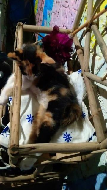 aku cari miZOla eh tidur di rak sepatu#kitten #viral #videoshort смотреть онлайн
