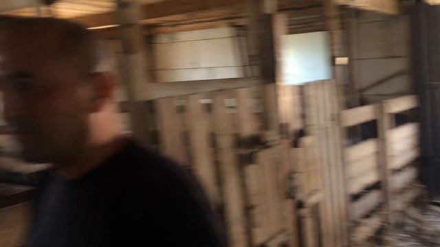 Романовские овцы Узбекистан. Наши будущие дилеры из Ташкента. смотреть онлайн