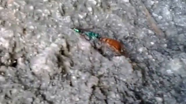 VID 20160407 WA0009 смотреть онлайн