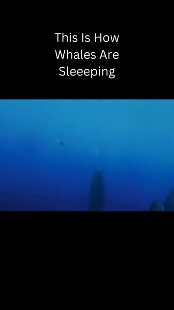 This is how whales sleep😶#facts#shorts#funfacts#trending#viral# смотреть онлайн