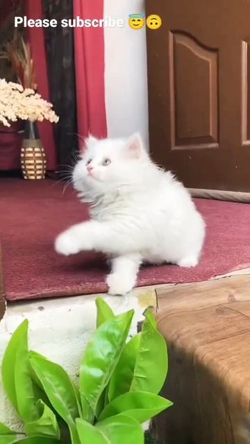 Cute baby 🐱#shorts #youtubeshorts#kitten #ytshorts#cutebaby смотреть онлайн